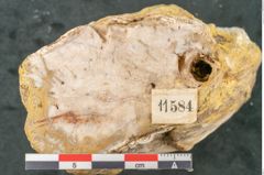 Foto (Detailansicht) von Quercus sp.  (NHMW-GEO-2024-0188-11584)